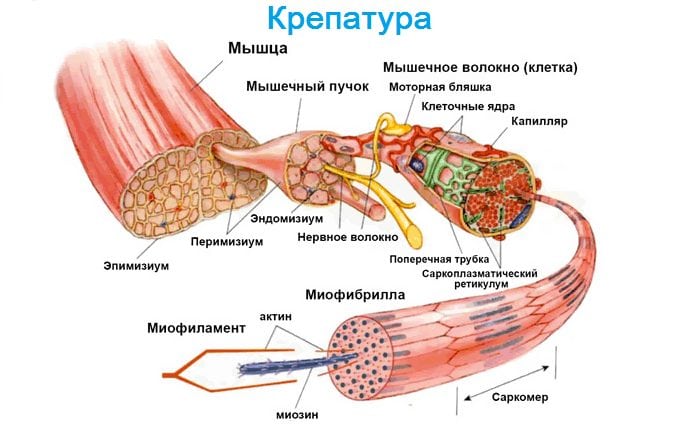 Крепатура мышц человека Крепатура