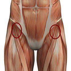 мышцы-сгибатели бедра