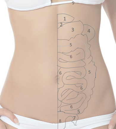 Внутренние органы в брюшной полости