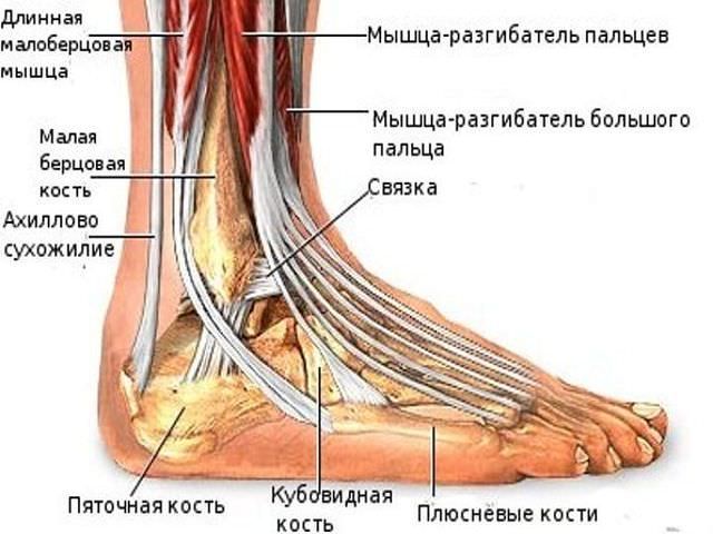 Анатомия Анатомия