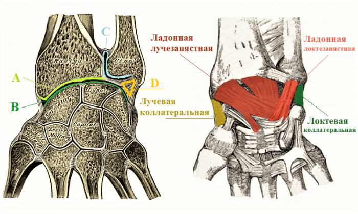 Лучезапястные суставные поверхности (продольный распил) и часть стабилизирующих связок Лучезапястные суставные поверхности (продольный распил) и часть стабилизирующих связок