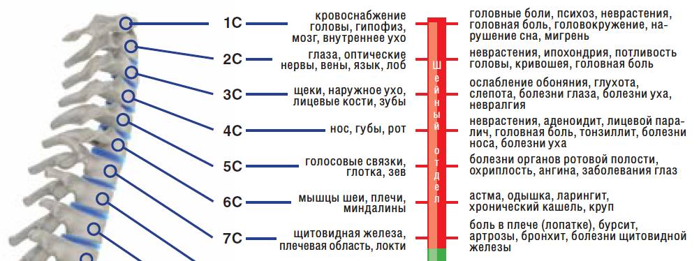 На фото перечислены патологии, причиной возникновения которых может являться ущемление конкретного нервного корешка На фото перечислены патологии, причиной возникновения которых может являться ущемление конкретного нервного корешка