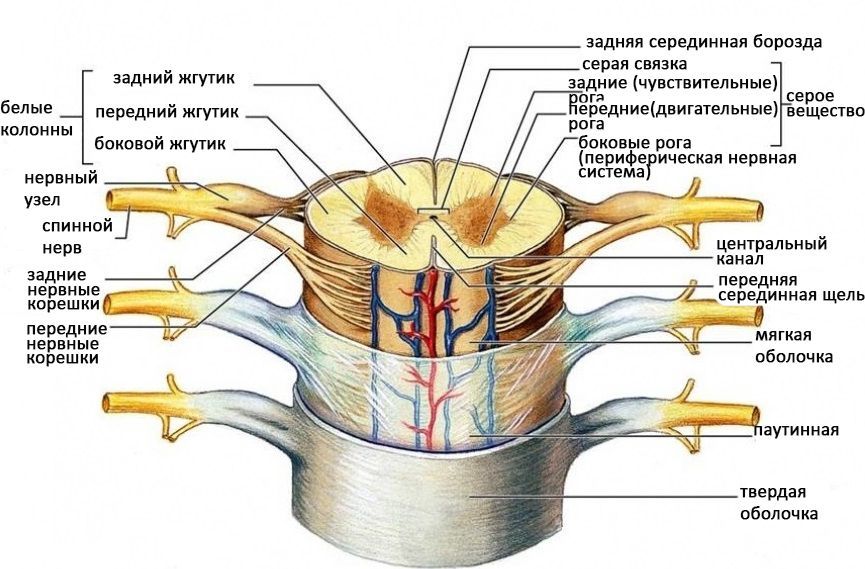 На фото строение спинного мозга. На фото строение спинного мозга.