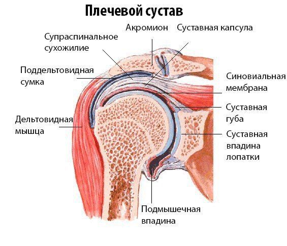 Соединение костей плеча имеет ряд особенностей, которые необходимо учитывать при поднятии тяжестей, профессиональных занятиях спортом и т. п. Соединение костей плеча имеет ряд особенностей, которые необходимо учитывать при поднятии тяжестей, профессиональных занятиях спортом и т. п.
