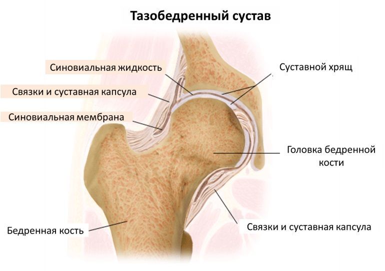 Строение тазобедренного сустава, анатомия Строение тазобедренного сустава, анатомия