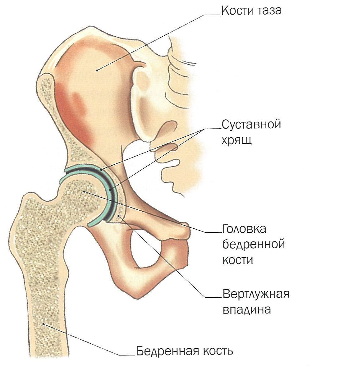 Строение тазобедренного сустава Строение сочленения