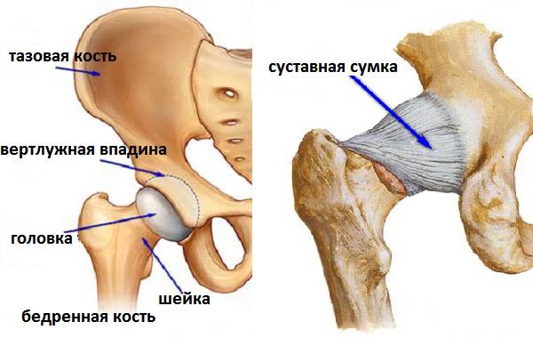Устройство тазобедренного сустава (упрощённые рисунки) Устройство ТБС (простой рисунок)
