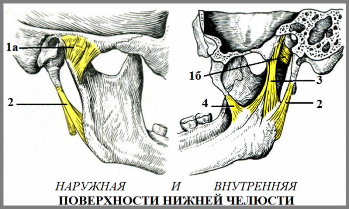 Связки, влияющие на подвижность и работу ВНЧС Связки, влияющие на подвижность и работу ВНЧС