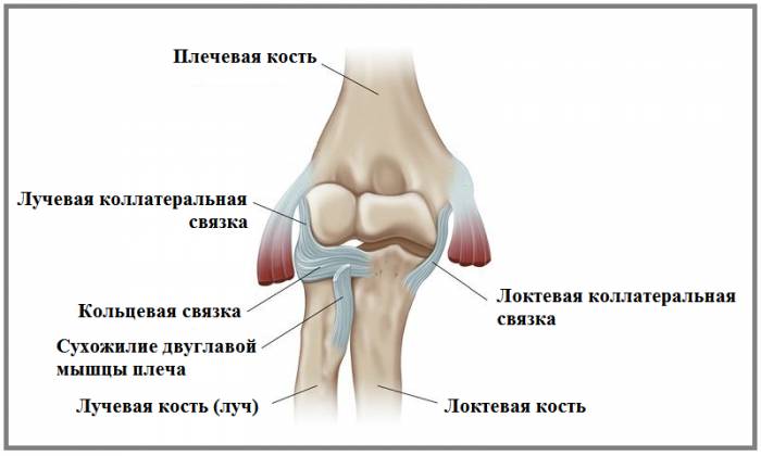Связки локтя (вид спереди) Связки локтя (вид спереди)