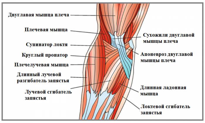 Схема строения локтевого сустава: мышцы правой руки (вид спереди) Схема строения локтевого сустава: мышцы правой руки (вид спереди)